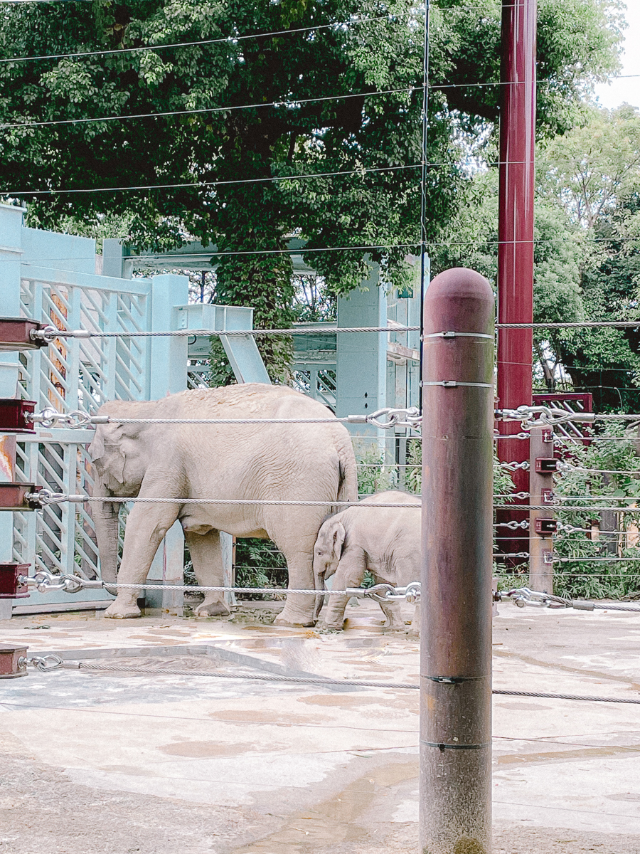 上野動物園　パンダ　整理券　予約　入場方法　ひとり　下町散歩 下町さんぽ 東京観光　おすすめ　動物園　上野公園　動物　上野　台東区　観光　レッサーパンダ