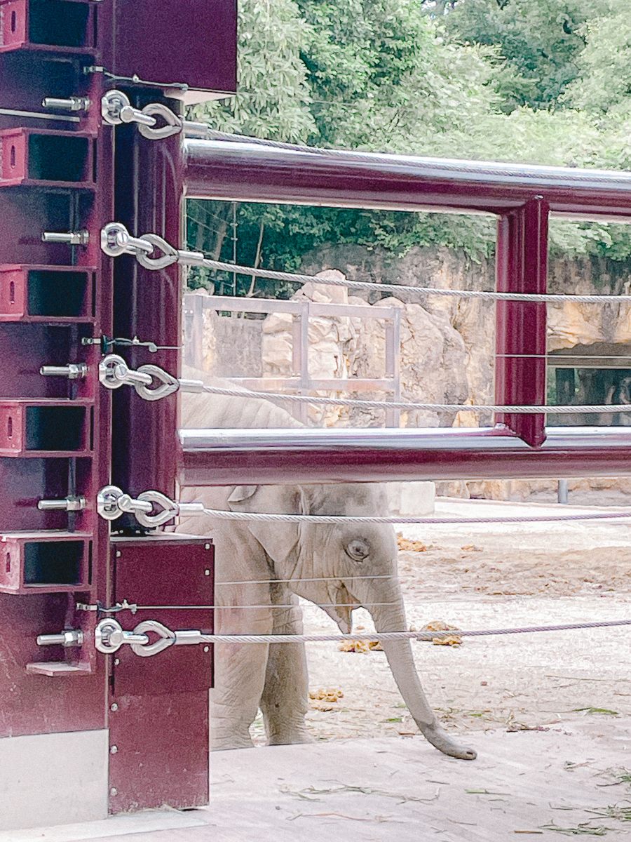 上野動物園　パンダ　整理券　予約　入場方法　ひとり　下町散歩 下町さんぽ 東京観光　おすすめ　動物園　上野公園　動物　上野　台東区　観光　レッサーパンダ