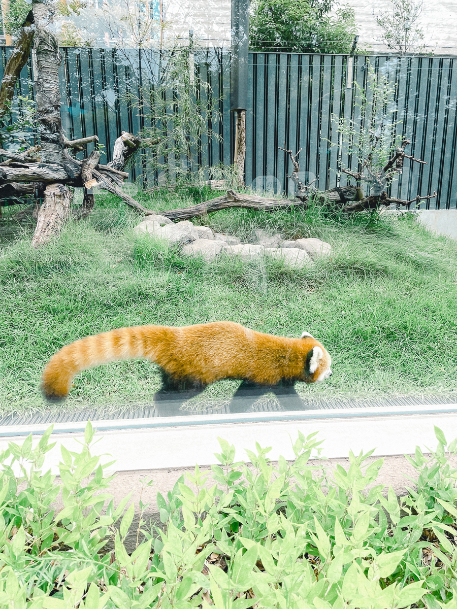 上野動物園　パンダ　整理券　予約　入場方法　ひとり　下町散歩 下町さんぽ 東京観光　おすすめ　動物園　上野公園　動物　上野　台東区　観光　レッサーパンダ