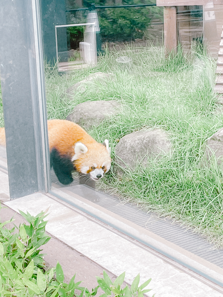 上野動物園　パンダ　整理券　予約　入場方法　ひとり　下町散歩 下町さんぽ 東京観光　おすすめ　動物園　上野公園　動物　上野　台東区　観光　レッサーパンダ