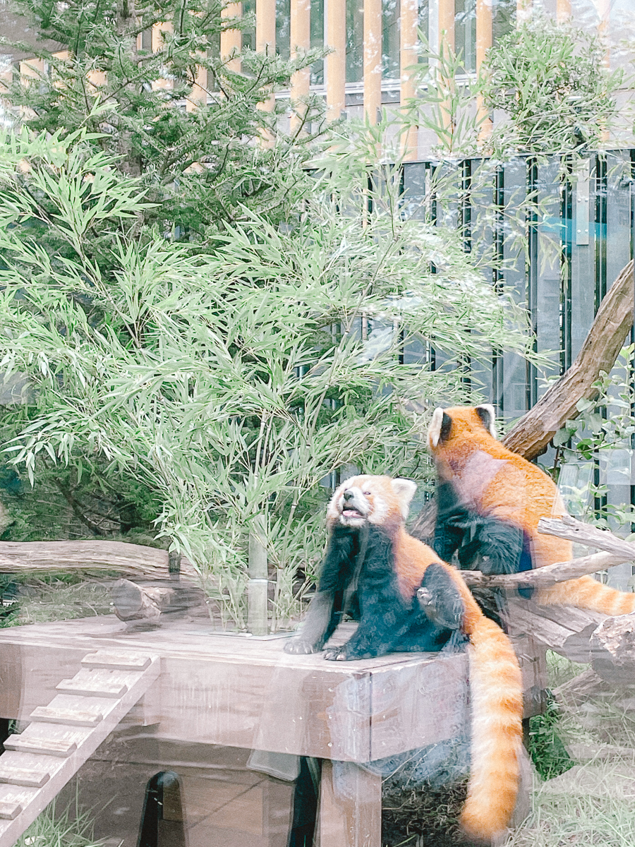 上野動物園　パンダ　整理券　予約　入場方法　ひとり　下町散歩 下町さんぽ 東京観光　おすすめ　動物園　上野公園　動物　上野　台東区　観光　レッサーパンダ