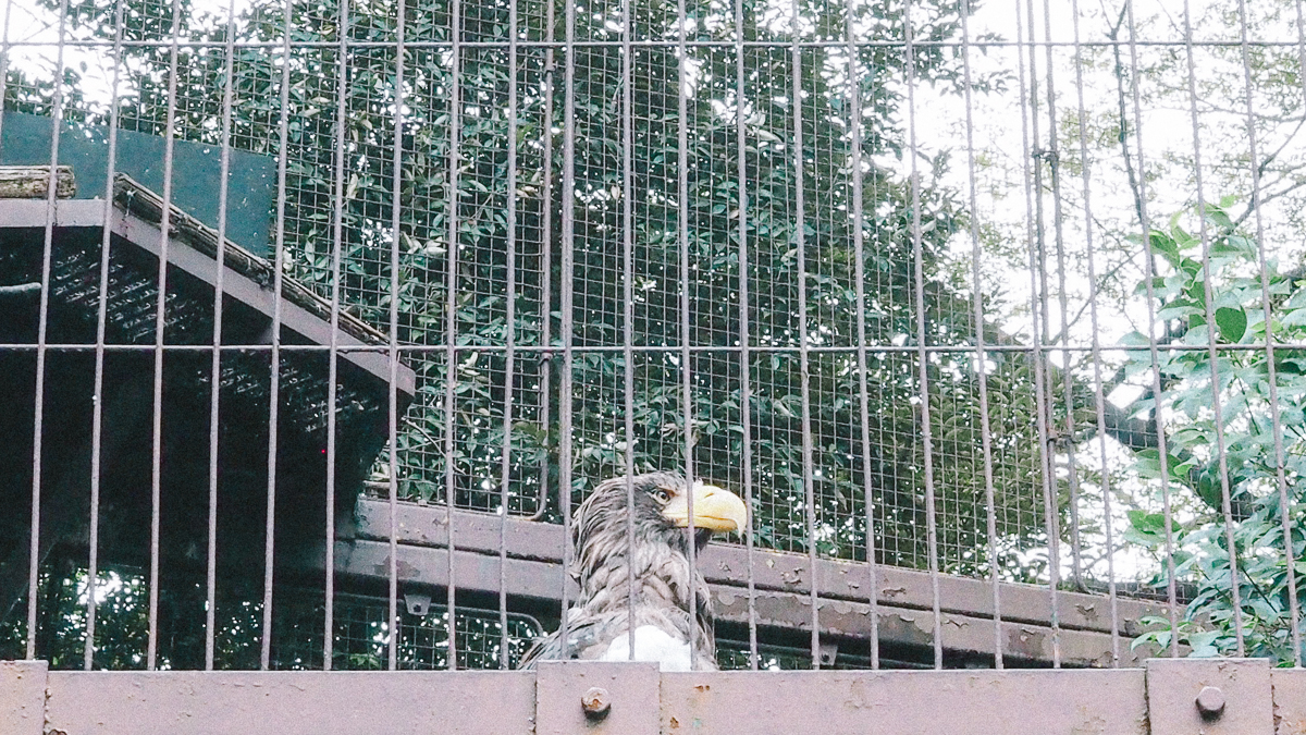 上野動物園　パンダ　整理券　予約　入場方法　ひとり　下町散歩 下町さんぽ 東京観光　おすすめ　動物園　上野公園　動物　上野　台東区　観光　レッサーパンダ