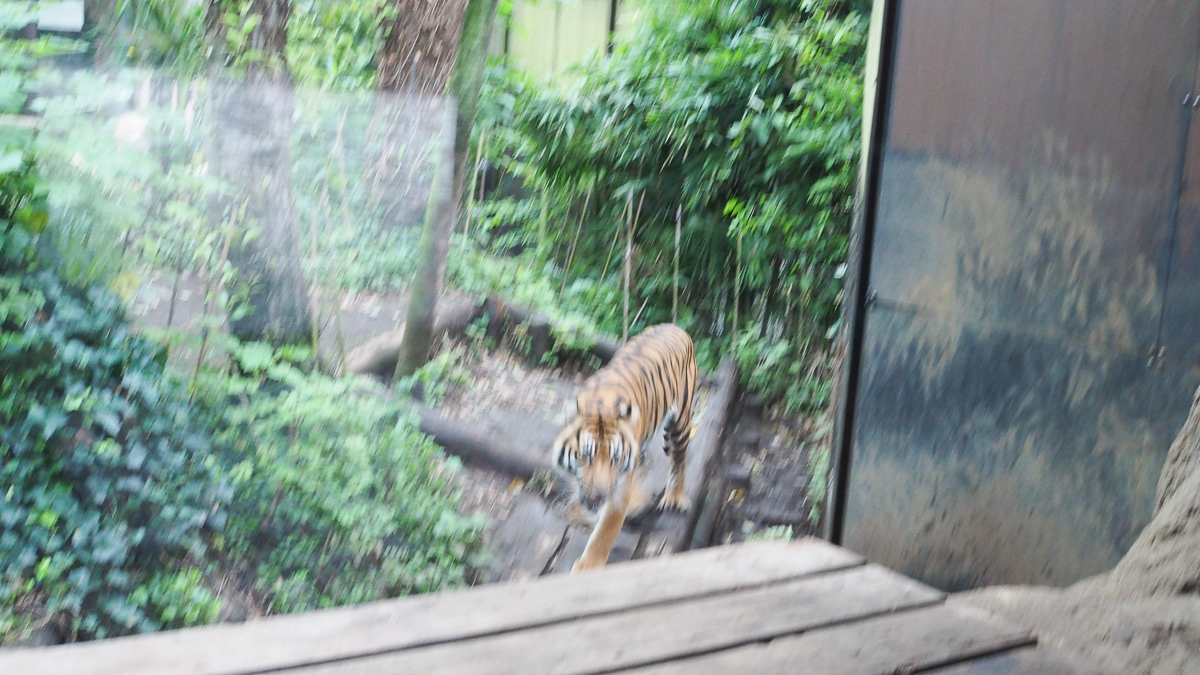 上野動物園　パンダ　整理券　予約　入場方法　ひとり　下町散歩 下町さんぽ 東京観光　おすすめ　動物園　上野公園　動物　上野　台東区　観光　レッサーパンダ