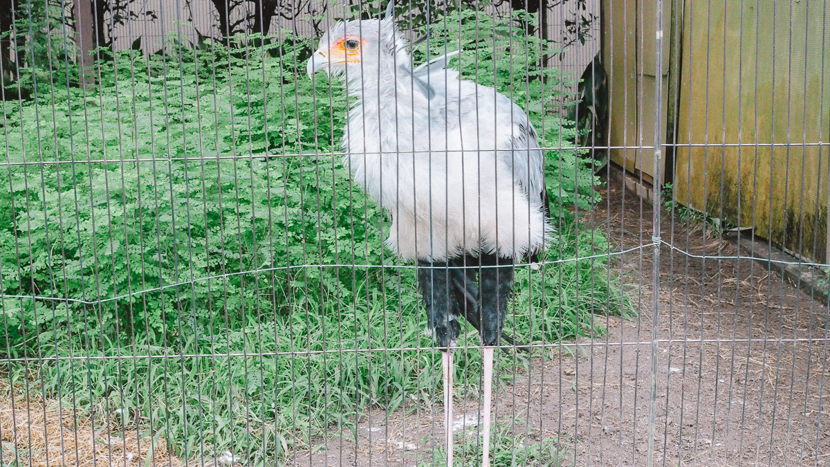 上野動物園　パンダ　整理券　予約　入場方法　ひとり　下町散歩 下町さんぽ 東京観光　おすすめ　動物園　上野公園　動物　上野　台東区　観光　レッサーパンダ