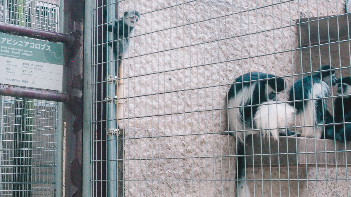 上野動物園　パンダ　整理券　予約　入場方法　ひとり　下町散歩 下町さんぽ 東京観光　おすすめ　動物園　上野公園　動物　上野　台東区　観光　レッサーパンダ