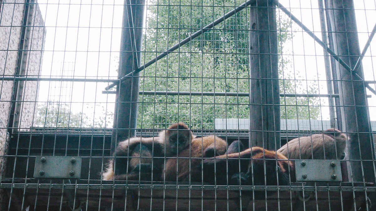 上野動物園　パンダ　整理券　予約　入場方法　ひとり　下町散歩 下町さんぽ 東京観光　おすすめ　動物園　上野公園　動物　上野　台東区　観光　レッサーパンダ