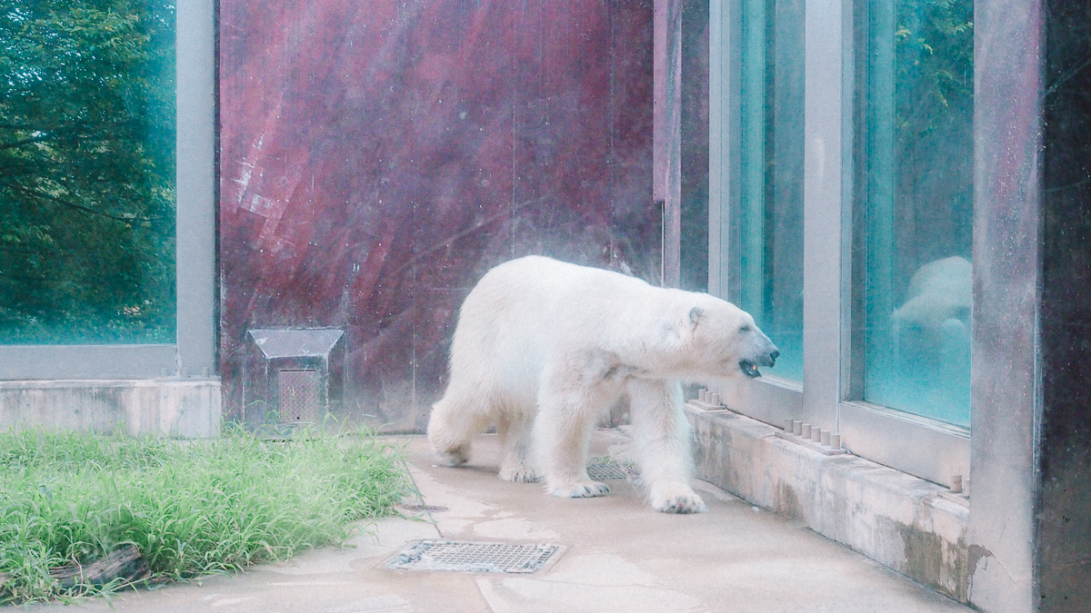 上野動物園　パンダ　整理券　予約　入場方法　ひとり　下町散歩 下町さんぽ 東京観光　おすすめ　動物園　上野公園　動物　上野　台東区　観光　レッサーパンダ