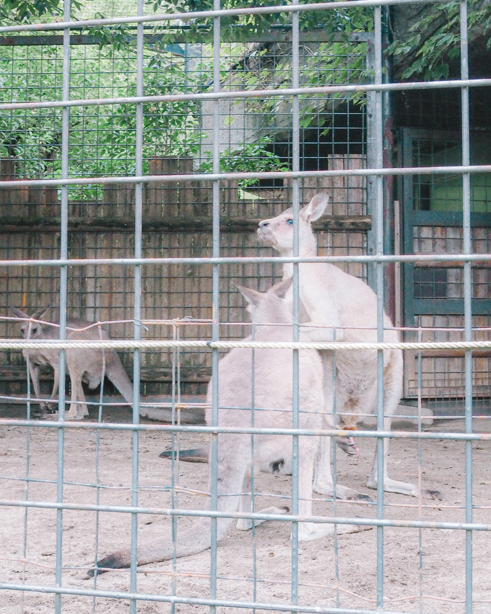 上野動物園　パンダ　整理券　予約　入場方法　ひとり　下町散歩 下町さんぽ 東京観光　おすすめ　動物園　上野公園　動物　上野　台東区　観光　レッサーパンダ