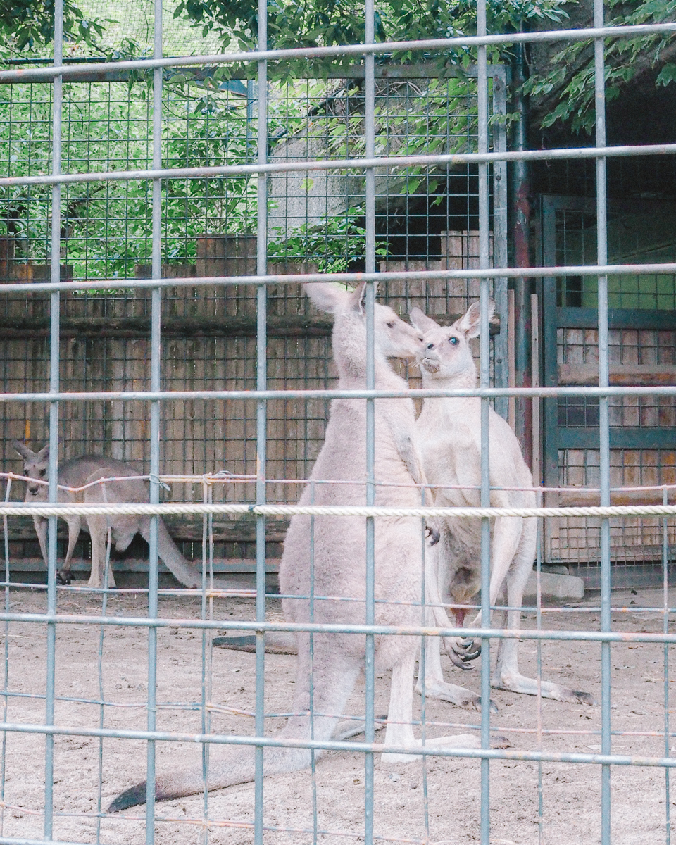 上野動物園　パンダ　整理券　予約　入場方法　ひとり　下町散歩 下町さんぽ 東京観光　おすすめ　動物園　上野公園　動物　上野　台東区　観光　レッサーパンダ