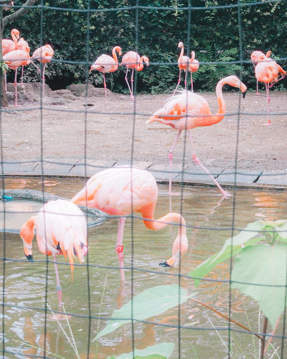 上野動物園　パンダ　整理券　予約　入場方法　ひとり　下町散歩 下町さんぽ 東京観光　おすすめ　動物園　上野公園　動物　上野　台東区　観光　レッサーパンダ