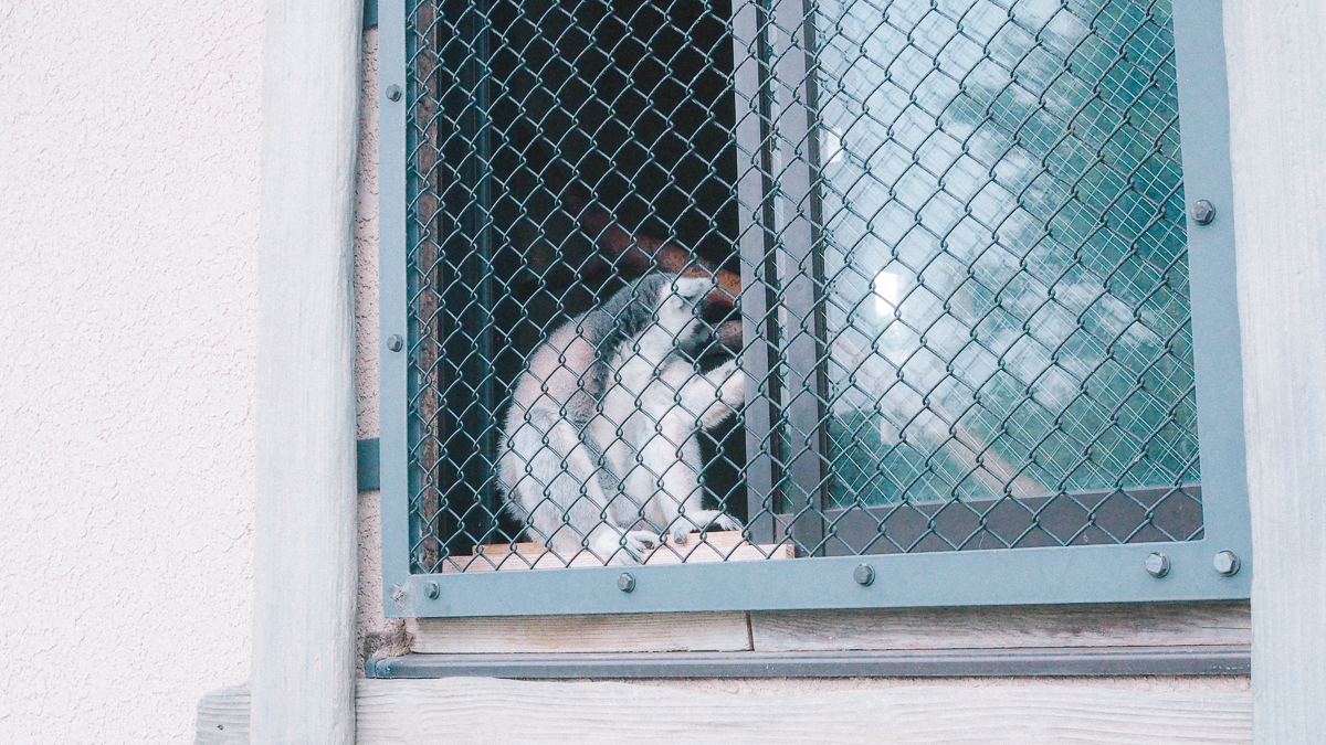 上野動物園　パンダ　整理券　予約　入場方法　ひとり　下町散歩 下町さんぽ 東京観光　おすすめ　動物園　上野公園　動物　上野　台東区　観光　レッサーパンダ