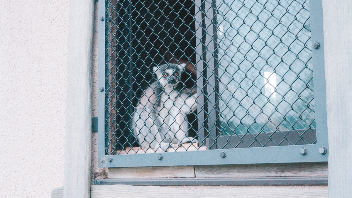 上野動物園　パンダ　整理券　予約　入場方法　ひとり　下町散歩 下町さんぽ 東京観光　おすすめ　動物園　上野公園　動物　上野　台東区　観光　レッサーパンダ