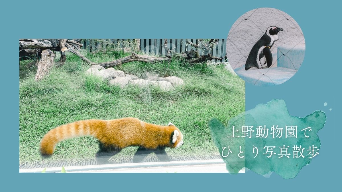 上野動物園　パンダ　整理券　予約　入場方法　ひとり　下町散歩 下町さんぽ 東京観光　おすすめ　動物園　上野公園　動物　上野　台東区　観光　レッサーパンダ