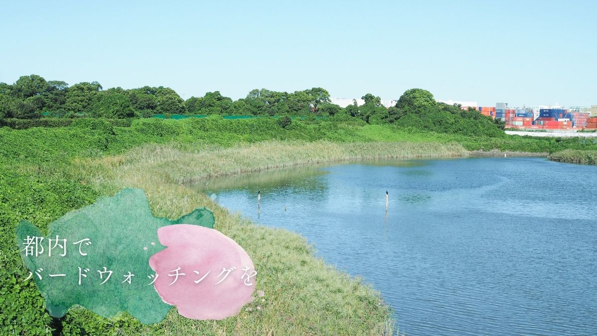 都内　おすすめ　公園　東京港野鳥公園　東京都野鳥公園　大田区　観光　リラックス　野鳥観察　バードウオッチング　落ち着く　自然　東京湾　日本野鳥の会　空が見たい　癒されたい　場所　お出かけ　リフレッシュ　緑　ピクニック　鳥　水鳥　アオサギ　