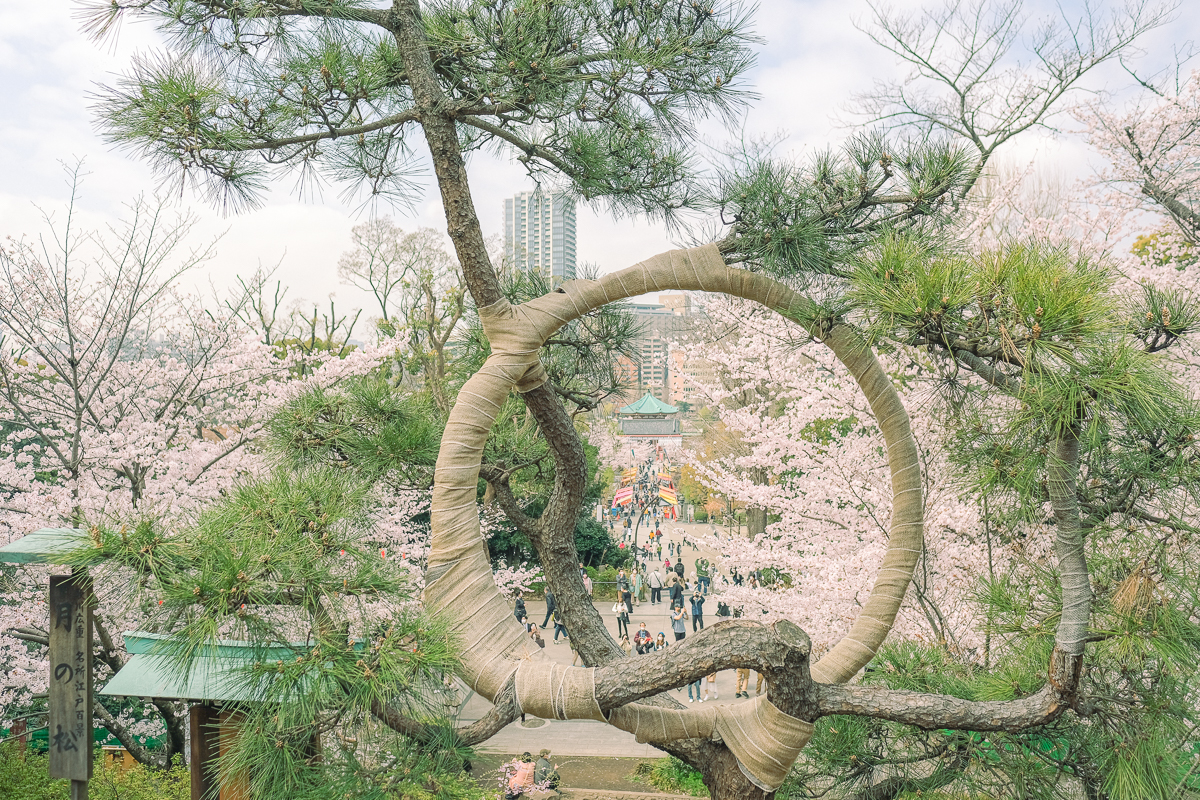 上野公園　桜　開花　上野　スワンボート　お花見　桜の花アイス　不忍池　清水観音堂　寺　上野大仏　谷中　台東区　浅草　神社　桜　桃　境内　春　2022年　下町　散歩　写真　風景　街歩き　散歩ルート