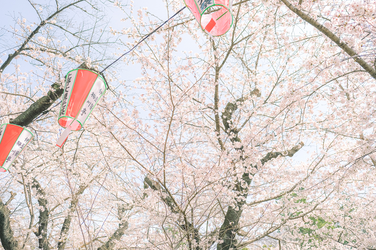 上野公園　桜　開花　上野　スワンボート　お花見　桜の花アイス　不忍池　清水観音堂　寺　上野大仏　谷中　台東区　浅草　神社　桜　桃　境内　春　2022年　下町　散歩　写真　風景　街歩き　散歩ルート