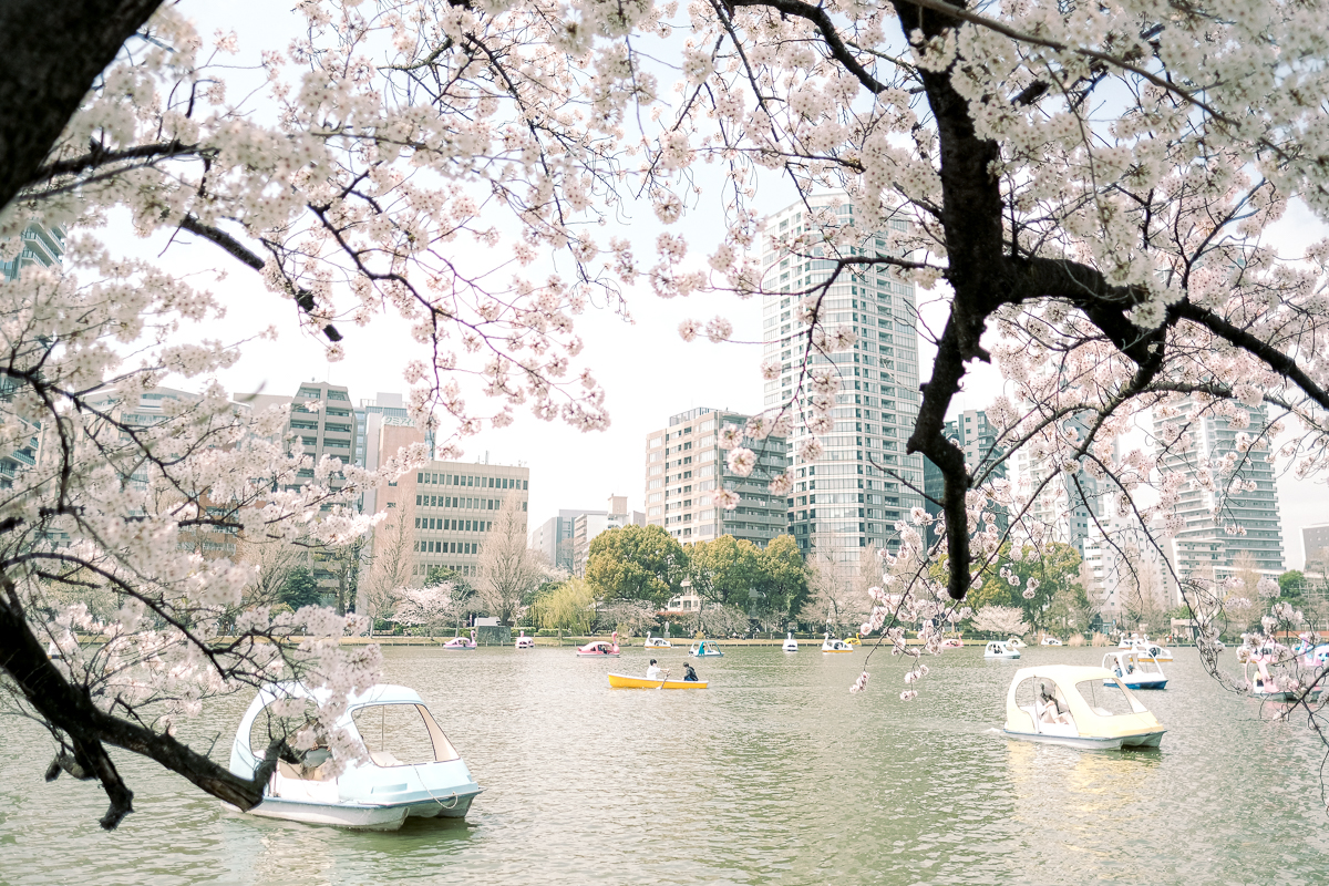 上野公園　桜　開花　上野　スワンボート　お花見　桜の花アイス　不忍池　清水観音堂　寺　上野大仏　谷中　台東区　浅草　神社　桜　桃　境内　春　2022年　下町　散歩　写真　風景　街歩き　散歩ルート