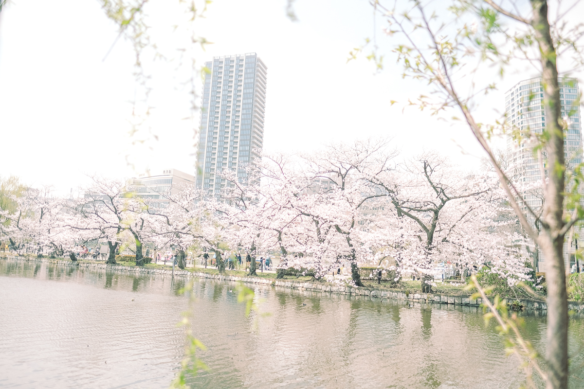 上野公園　桜　開花　上野　スワンボート　お花見　桜の花アイス　不忍池　清水観音堂　寺　上野大仏　谷中　台東区　浅草　神社　桜　桃　境内　春　2022年　下町　散歩　写真　風景　街歩き　散歩ルート