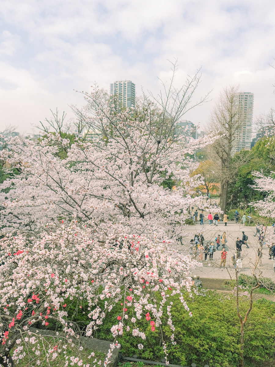 上野公園　桜　開花　上野　スワンボート　お花見　桜の花アイス　不忍池　清水観音堂　寺　上野大仏　谷中　台東区　浅草　神社　桜　桃　境内　春　2022年　下町　散歩　写真　風景　街歩き　散歩ルート