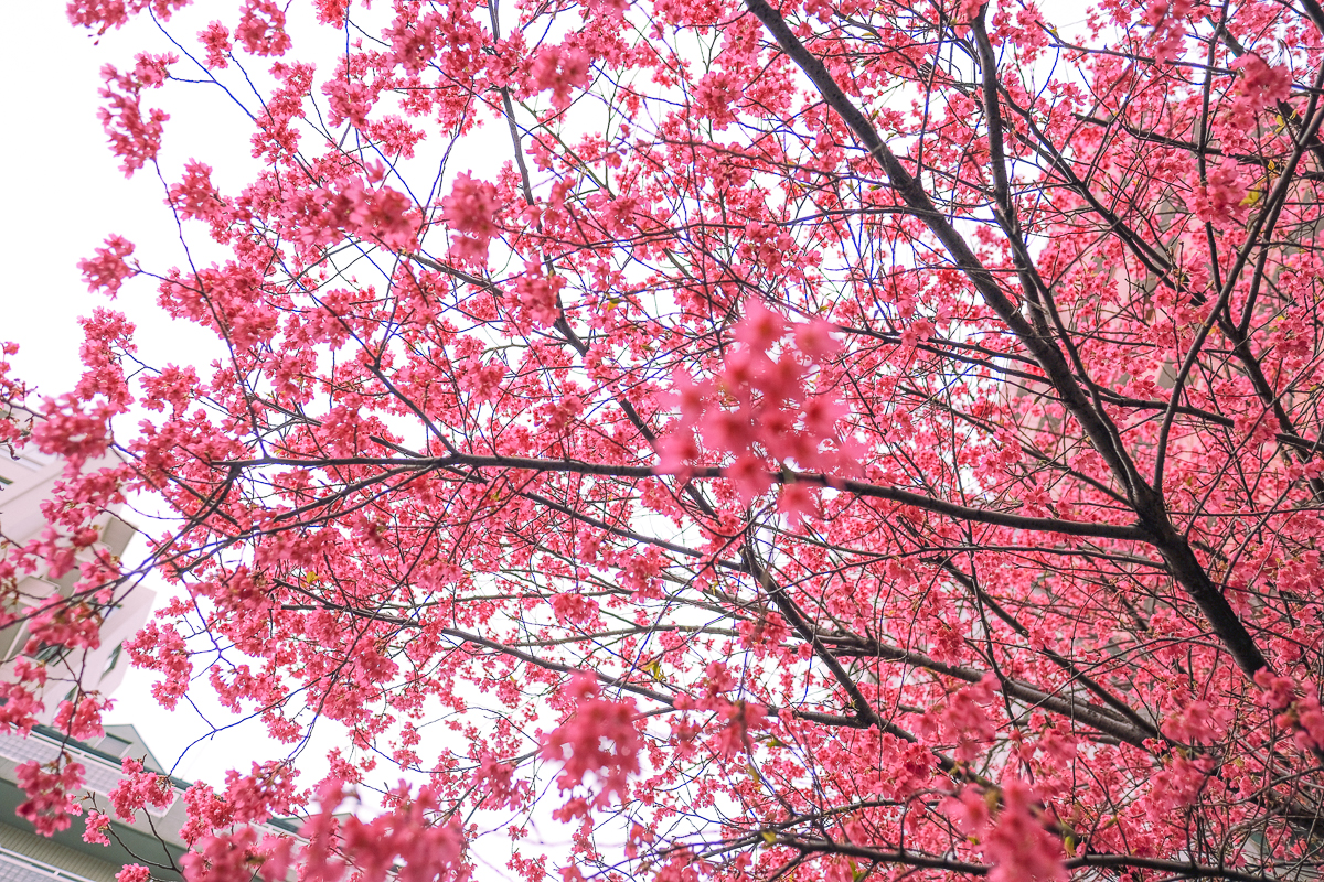 蔵前神社　蔵前　台東区　浅草　神社　ミモザ　桜　桃　境内　春　2022年　下町　散歩　写真　風景　街歩き　散歩ルート　