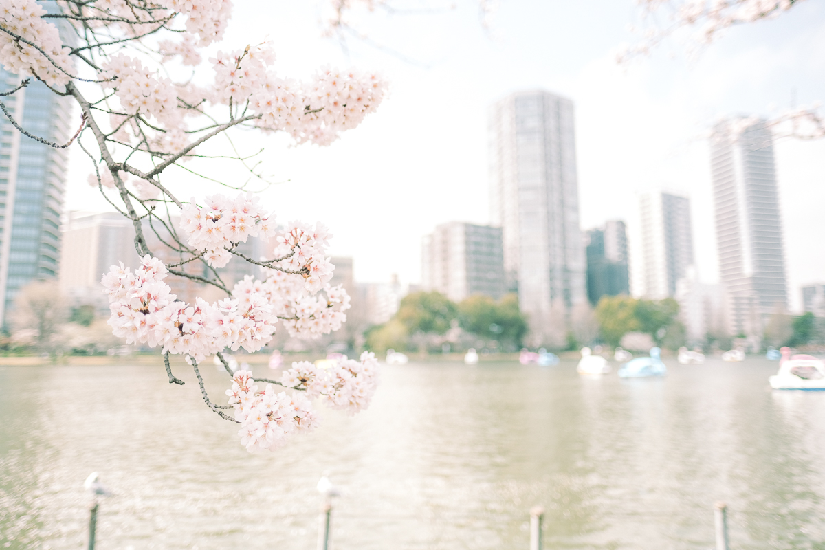 上野公園　桜　開花　上野　スワンボート　お花見　桜の花アイス　不忍池　清水観音堂　寺　上野大仏　谷中　台東区　浅草　神社　桜　桃　境内　春　2022年　下町　散歩　写真　風景　街歩き　散歩ルート