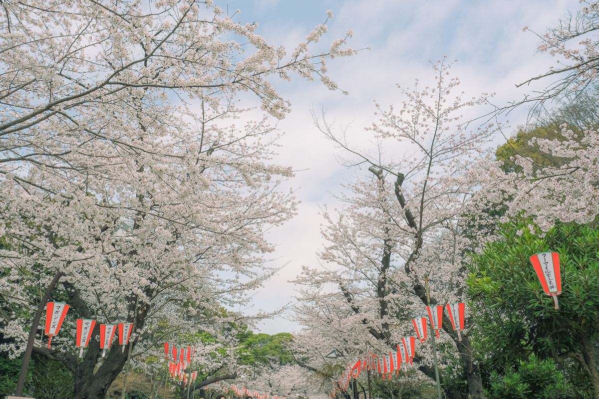 上野公園　桜　開花　上野　スワンボート　お花見　桜の花アイス　不忍池　清水観音堂　寺　上野大仏　谷中　台東区　浅草　神社　桜　桃　境内　春　2022年　下町　散歩　写真　風景　街歩き　散歩ルート