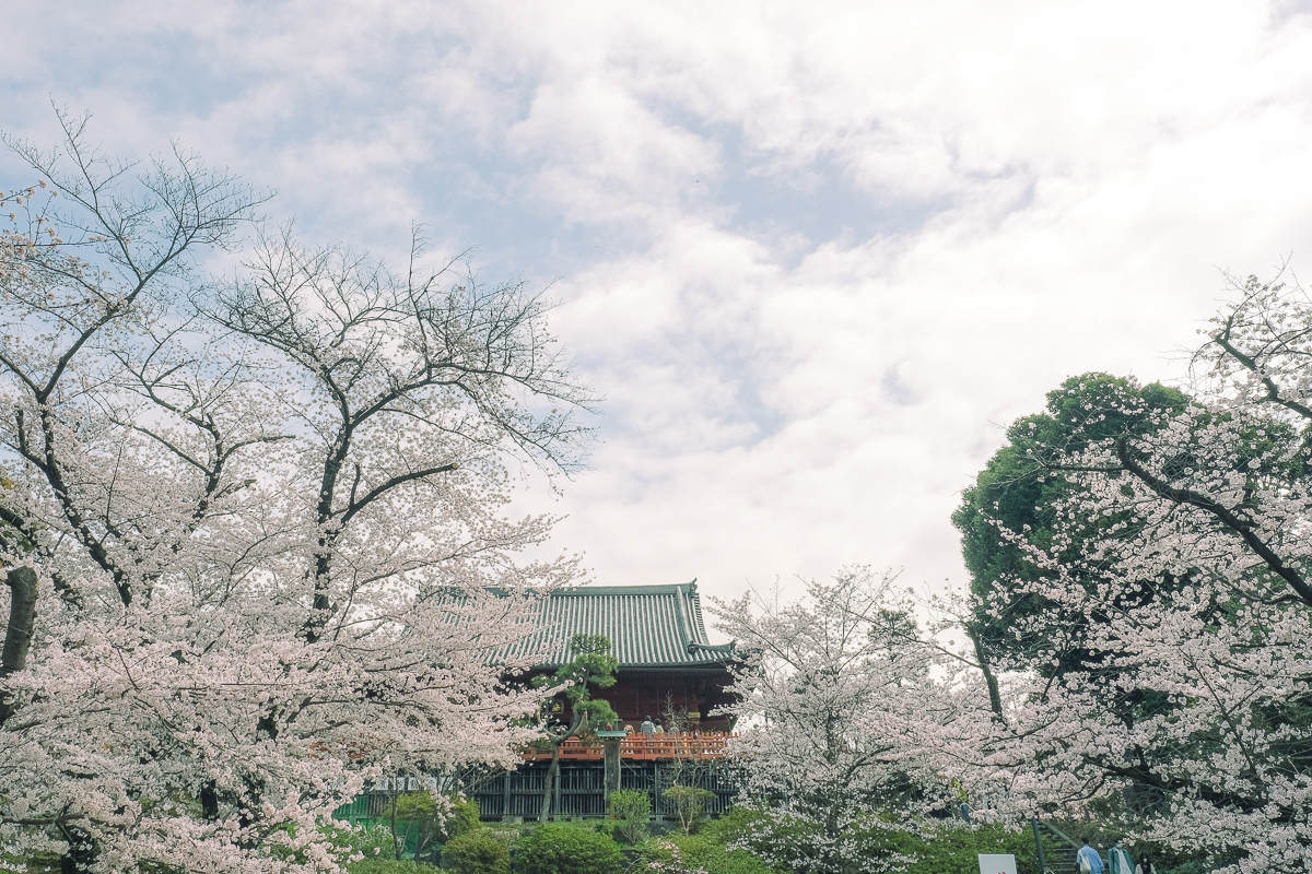 上野公園　桜　開花　上野　スワンボート　お花見　桜の花アイス　不忍池　清水観音堂　寺　上野大仏　谷中　台東区　浅草　神社　桜　桃　境内　春　2022年　下町　散歩　写真　風景　街歩き　散歩ルート