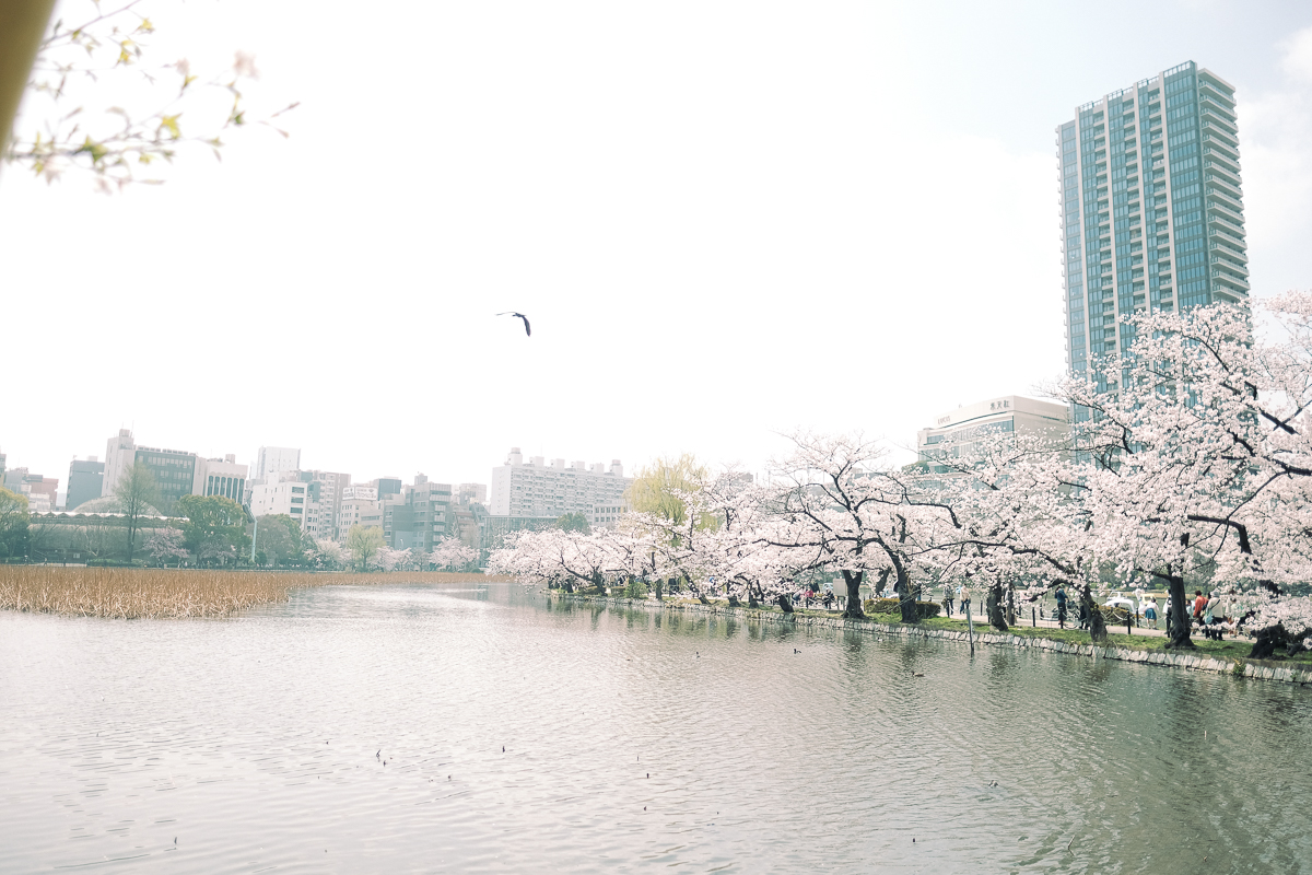 上野公園　桜　開花　上野　スワンボート　お花見　桜の花アイス　不忍池　清水観音堂　寺　上野大仏　谷中　台東区　浅草　神社　桜　桃　境内　春　2022年　下町　散歩　写真　風景　街歩き　散歩ルート