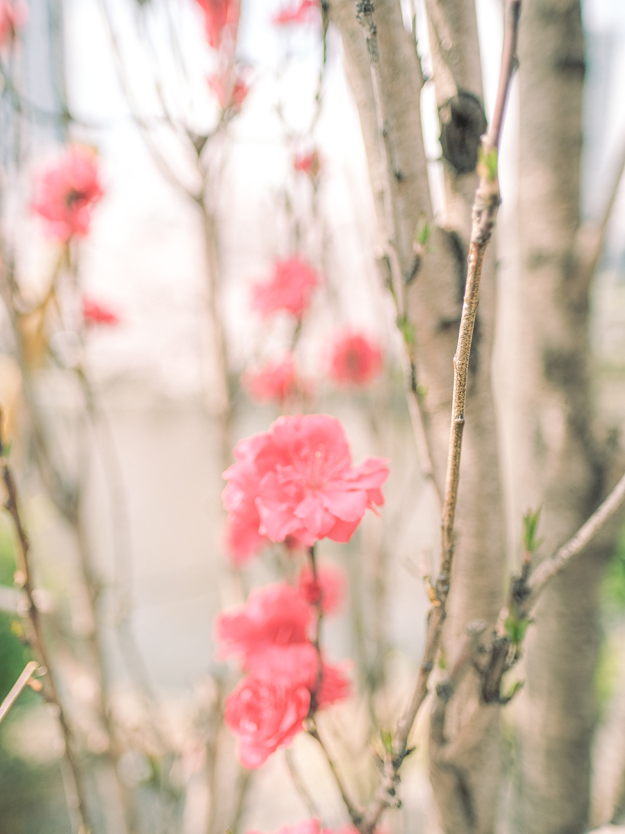 上野公園　桜　開花　上野　スワンボート　お花見　桜の花アイス　不忍池　清水観音堂　寺　上野大仏　谷中　台東区　浅草　神社　桜　桃　境内　春　2022年　下町　散歩　写真　風景　街歩き　散歩ルート