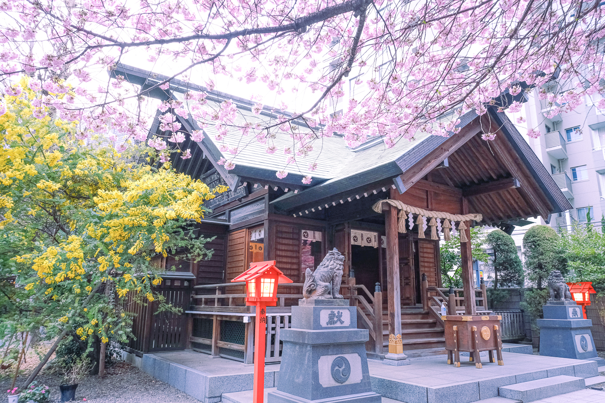 蔵前神社　蔵前　台東区　浅草　神社　ミモザ　桜　桃　境内　春　2022年　下町　散歩　写真　風景　街歩き　散歩ルート　