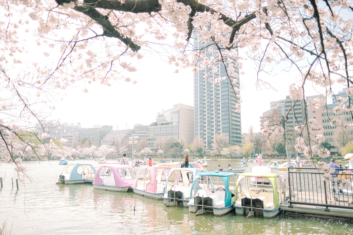 上野公園　桜　開花　上野　スワンボート　お花見　桜の花アイス　不忍池　清水観音堂　寺　上野大仏　谷中　台東区　浅草　神社　桜　桃　境内　春　2022年　下町　散歩　写真　風景　街歩き　散歩ルート