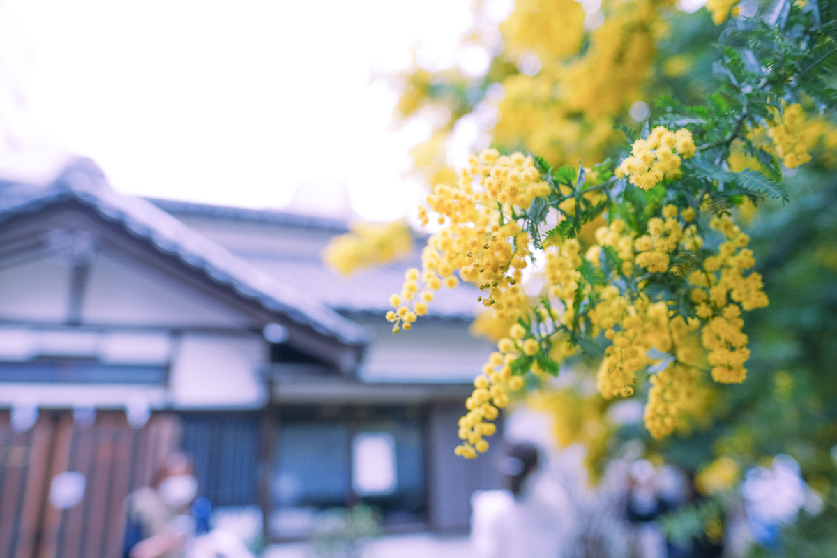 蔵前神社　蔵前　台東区　浅草　神社　ミモザ　桜　桃　境内　春　2022年　下町　散歩　写真　風景　街歩き　散歩ルート　