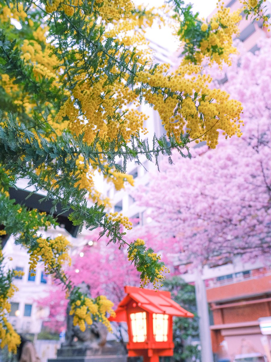 蔵前神社　蔵前　台東区　浅草　神社　ミモザ　桜　桃　境内　春　2022年　下町　散歩　写真　風景　街歩き　散歩ルート　