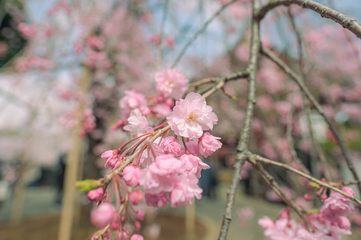 上野公園　桜　開花　上野　スワンボート　お花見　桜の花アイス　不忍池　清水観音堂　寺　上野大仏　谷中　台東区　浅草　神社　桜　桃　境内　春　2022年　下町　散歩　写真　風景　街歩き　散歩ルート