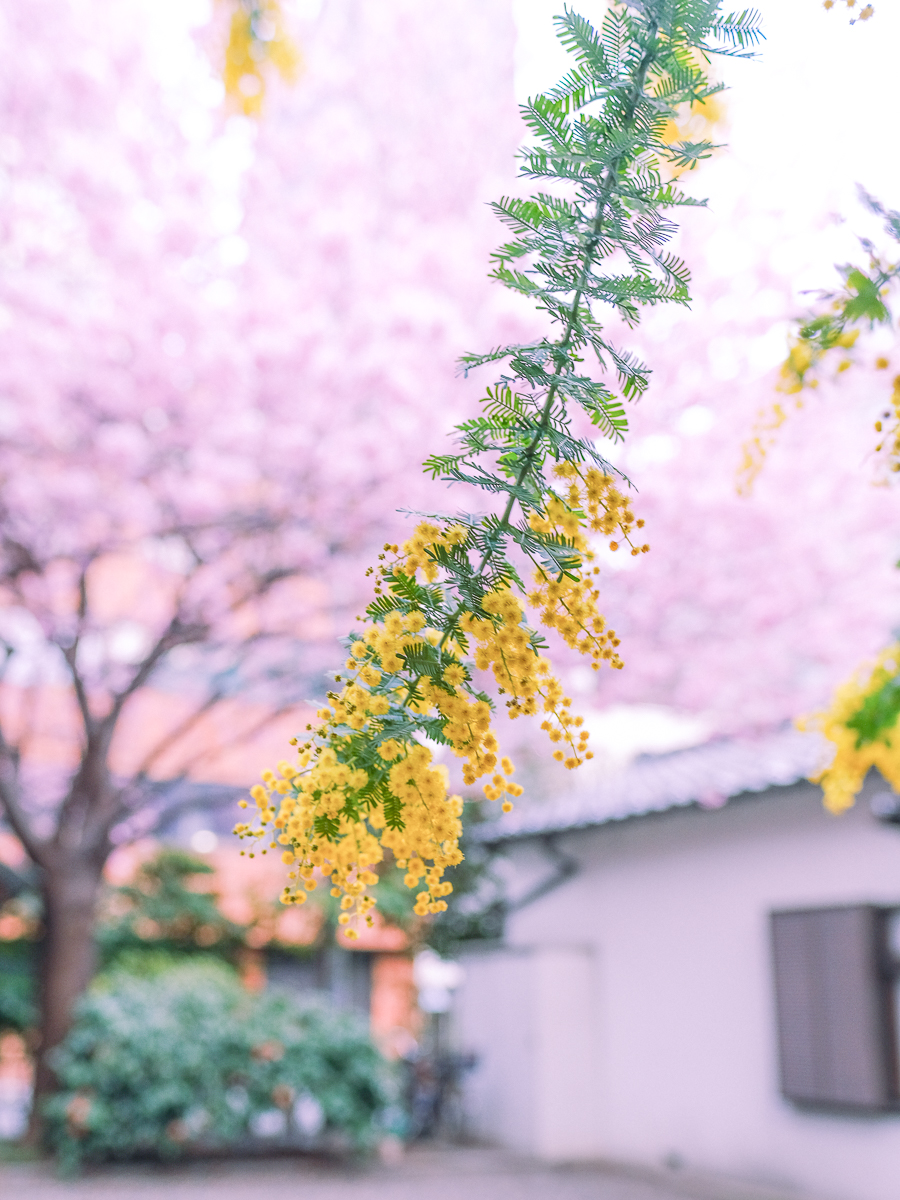 蔵前神社　蔵前　台東区　浅草　神社　ミモザ　桜　桃　境内　春　2022年　下町　散歩　写真　風景　街歩き　散歩ルート　