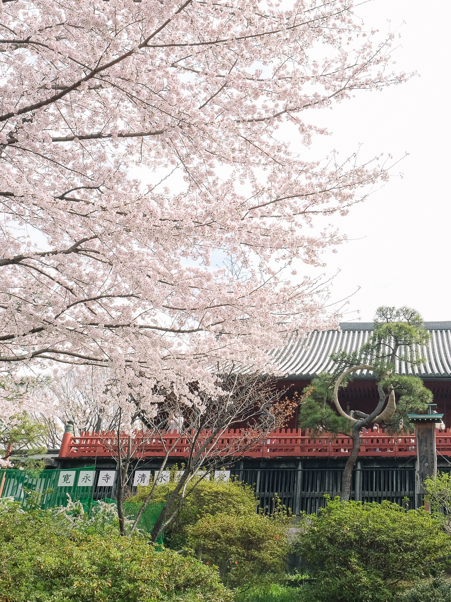 上野公園　桜　開花　上野　スワンボート　お花見　桜の花アイス　不忍池　清水観音堂　寺　上野大仏　谷中　台東区　浅草　神社　桜　桃　境内　春　2022年　下町　散歩　写真　風景　街歩き　散歩ルート