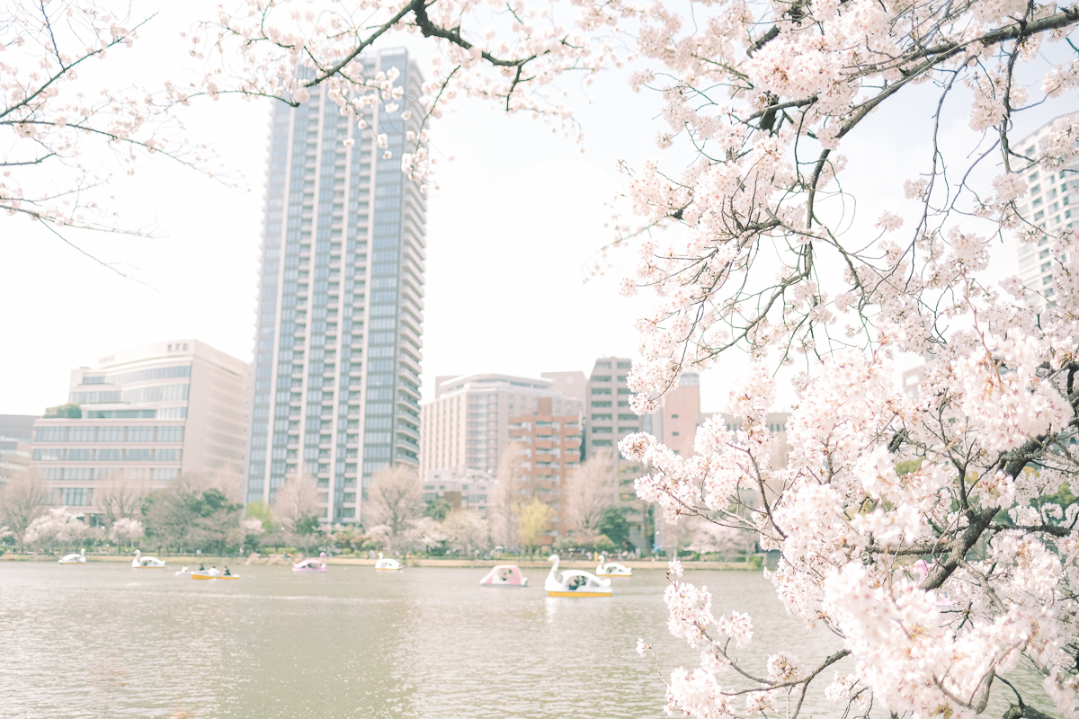 上野公園　桜　開花　上野　スワンボート　お花見　桜の花アイス　不忍池　清水観音堂　寺　上野大仏　谷中　台東区　浅草　神社　桜　桃　境内　春　2022年　下町　散歩　写真　風景　街歩き　散歩ルート