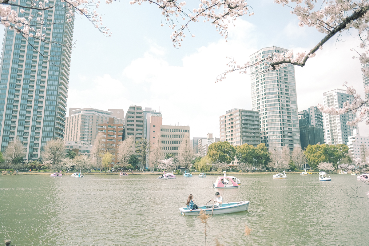 上野公園　桜　開花　上野　スワンボート　お花見　桜の花アイス　不忍池　清水観音堂　寺　上野大仏　谷中　台東区　浅草　神社　桜　桃　境内　春　2022年　下町　散歩　写真　風景　街歩き　散歩ルート