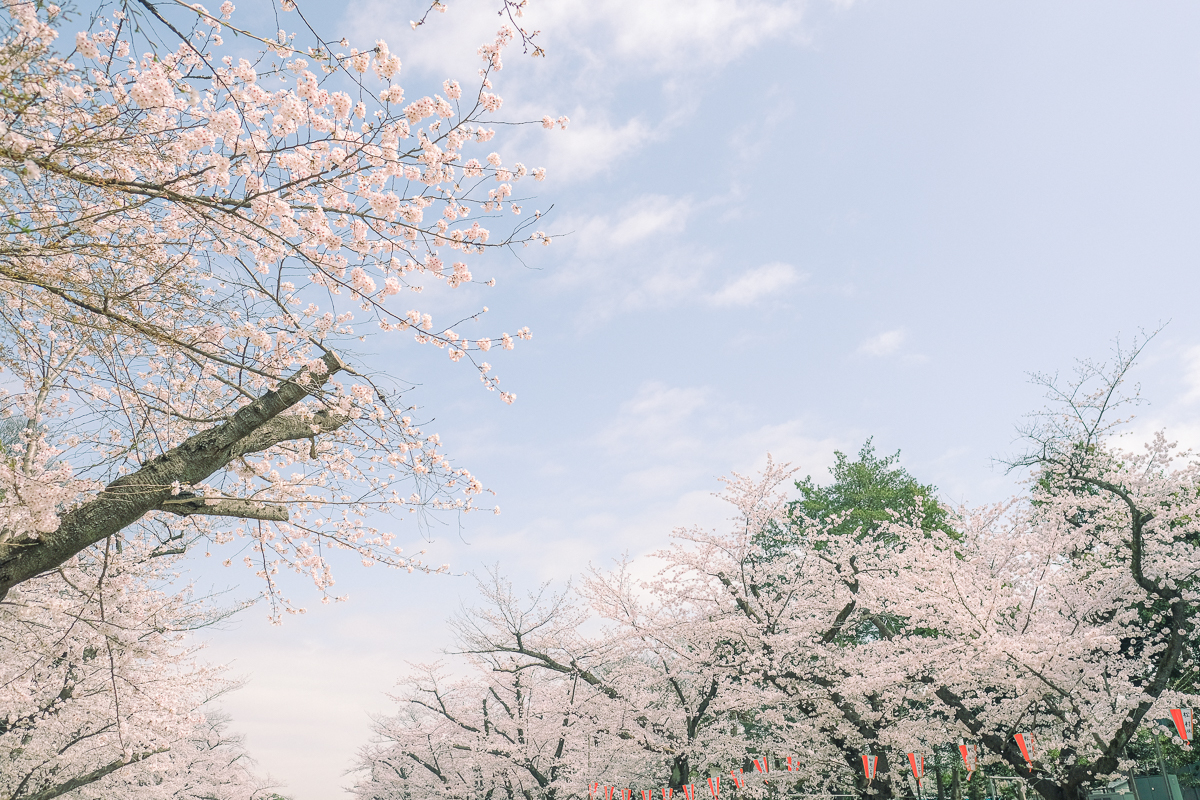 上野公園　桜　開花　上野　スワンボート　お花見　桜の花アイス　不忍池　清水観音堂　寺　上野大仏　谷中　台東区　浅草　神社　桜　桃　境内　春　2022年　下町　散歩　写真　風景　街歩き　散歩ルート