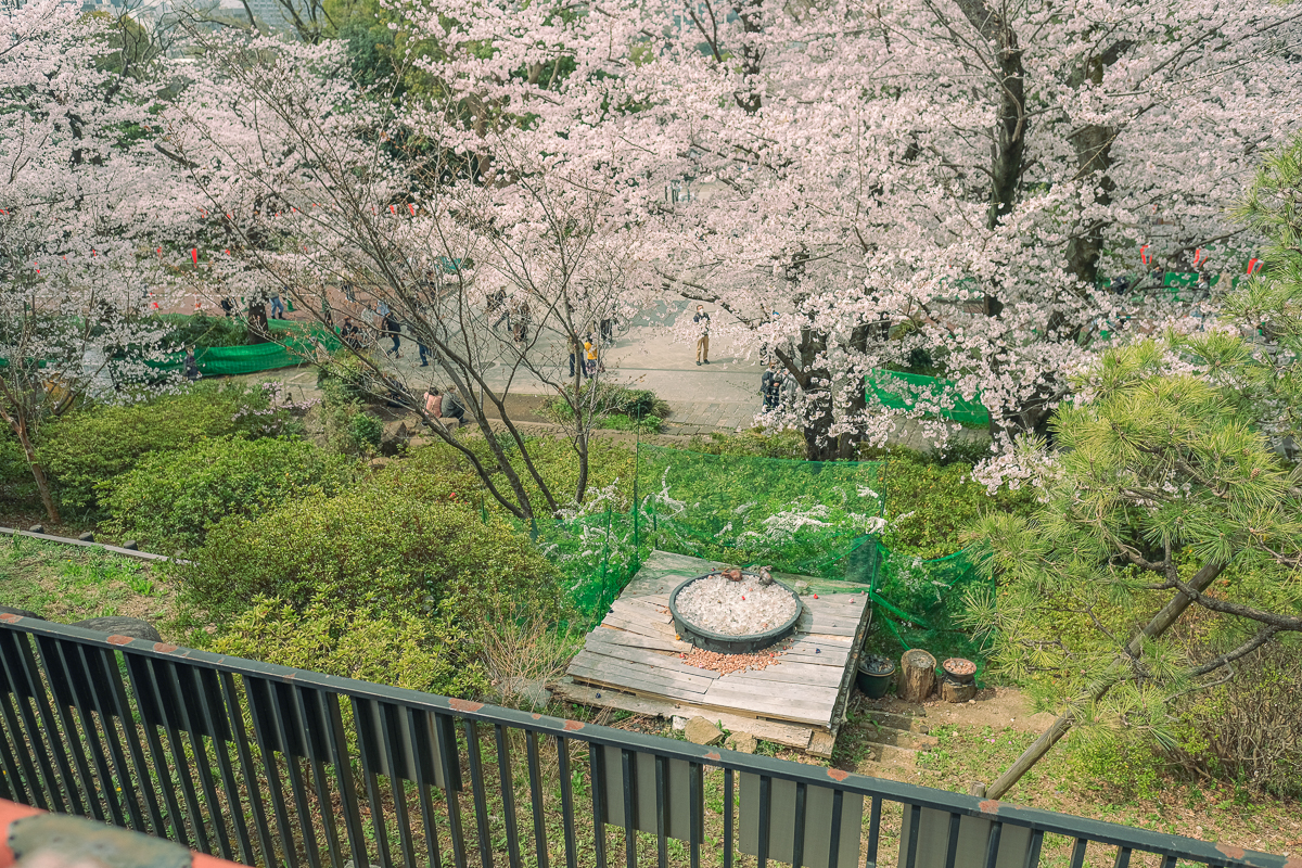 上野公園　桜　開花　上野　スワンボート　お花見　桜の花アイス　不忍池　清水観音堂　寺　上野大仏　谷中　台東区　浅草　神社　桜　桃　境内　春　2022年　下町　散歩　写真　風景　街歩き　散歩ルート