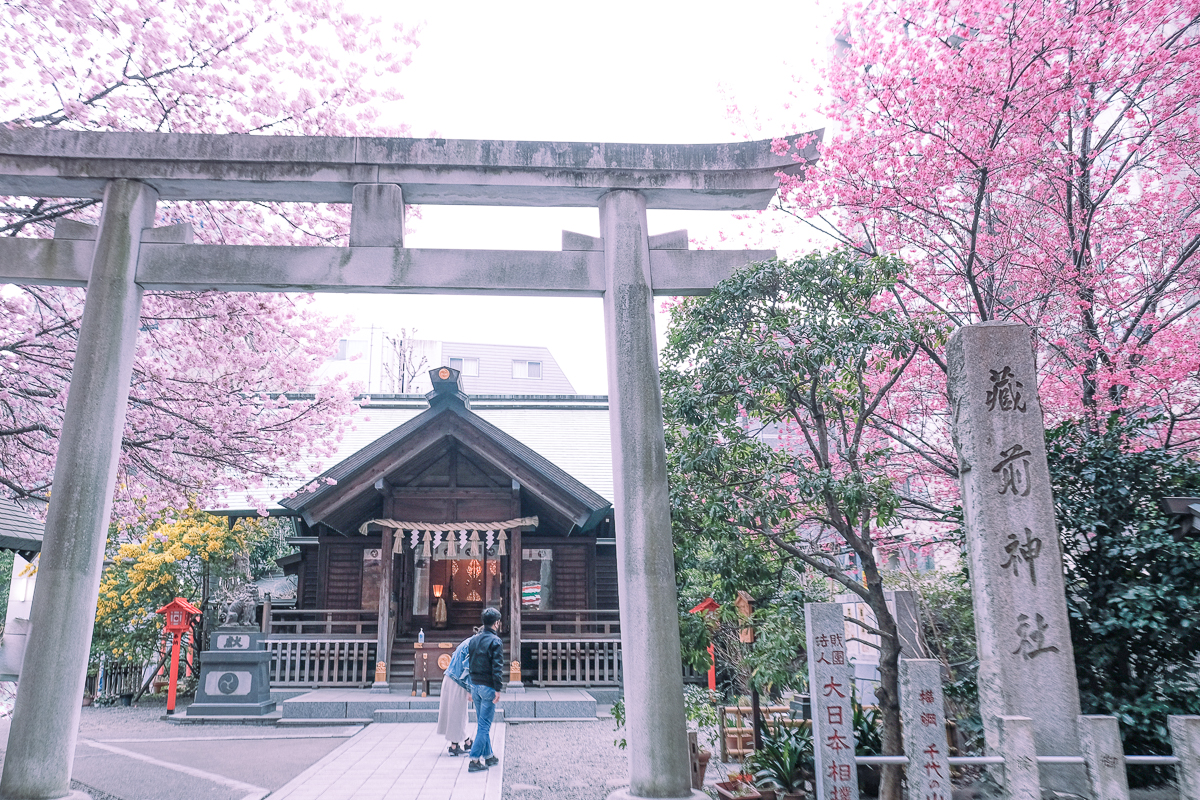 蔵前神社　蔵前　台東区　浅草　神社　ミモザ　桜　桃　境内　春　2022年　下町　散歩　写真　風景　街歩き　散歩ルート　