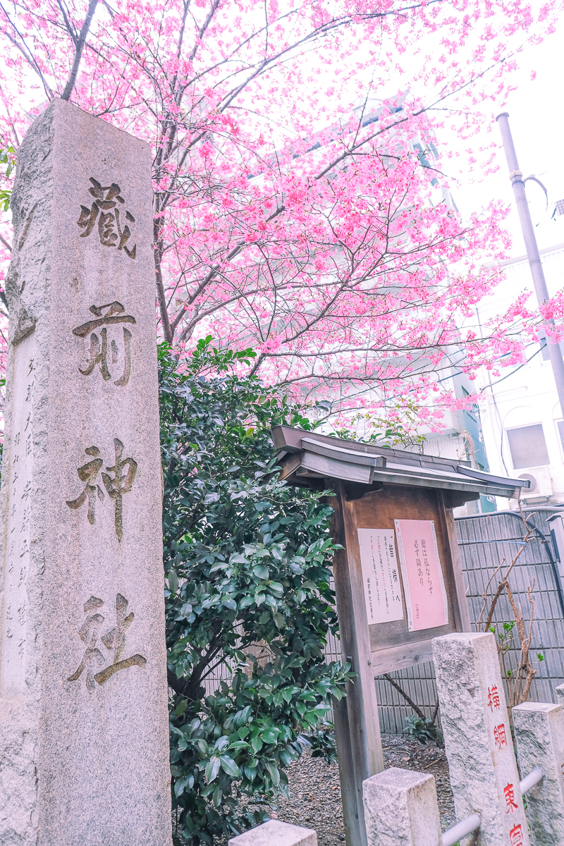 蔵前神社　蔵前　台東区　浅草　神社　ミモザ　桜　桃　境内　春　2022年　下町　散歩　写真　風景　街歩き　散歩ルート　