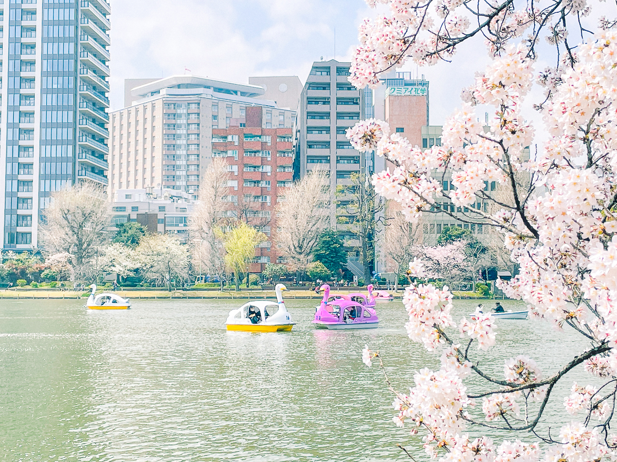 上野公園　桜　開花　上野　スワンボート　お花見　桜の花アイス　不忍池　清水観音堂　寺　上野大仏　谷中　台東区　浅草　神社　桜　桃　境内　春　2022年　下町　散歩　写真　風景　街歩き　散歩ルート