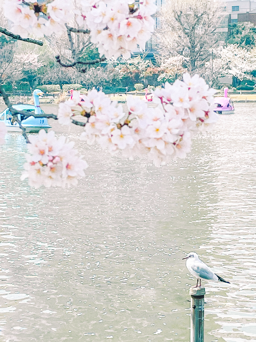 上野公園　桜　開花　上野　スワンボート　お花見　桜の花アイス　不忍池　清水観音堂　寺　上野大仏　谷中　台東区　浅草　神社　桜　桃　境内　春　2022年　下町　散歩　写真　風景　街歩き　散歩ルート