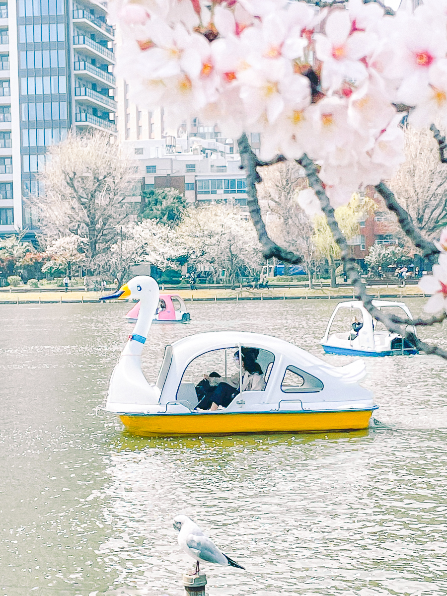 上野公園　桜　開花　上野　スワンボート　お花見　桜の花アイス　不忍池　清水観音堂　寺　上野大仏　谷中　台東区　浅草　神社　桜　桃　境内　春　2022年　下町　散歩　写真　風景　街歩き　散歩ルート