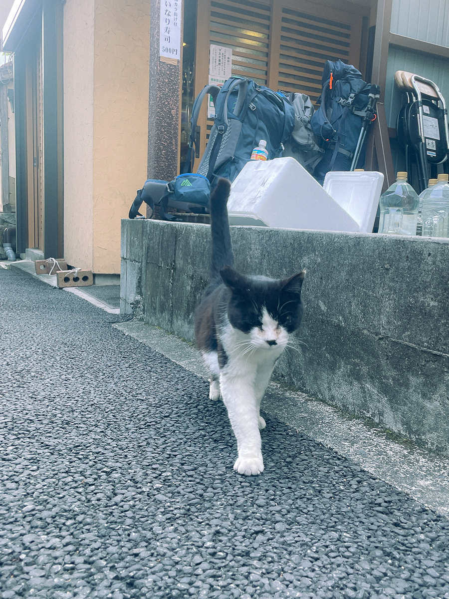 奥多摩　奥多摩駅　おすすめ　散歩　ルート　かもめと街　青梅　都内　日帰り旅　わさび　稲荷　中央線　ホリデー快速　奥多摩湖　ピクニック　アウトドア　初心者　氷川渓谷　