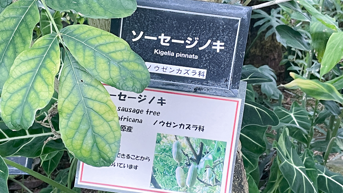 新宿御苑　散歩　都会　公園　ひとり　ガラス　温室　のんびり　芝生　休憩　かもめと街　エッセイ　文筆家　