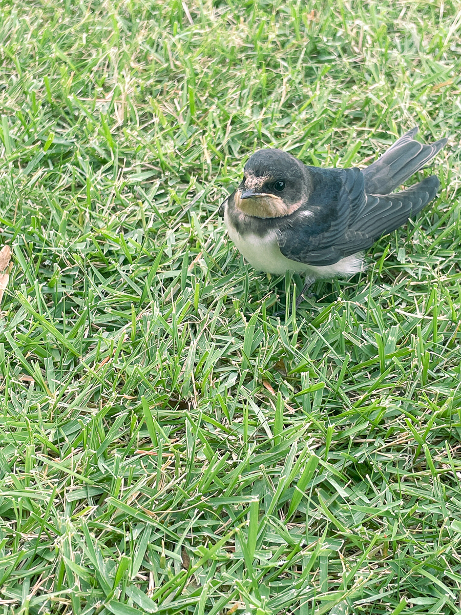 新宿御苑　散歩　都会　公園　ひとり　ガラス　温室　のんびり　芝生　休憩　かもめと街　エッセイ　文筆家　